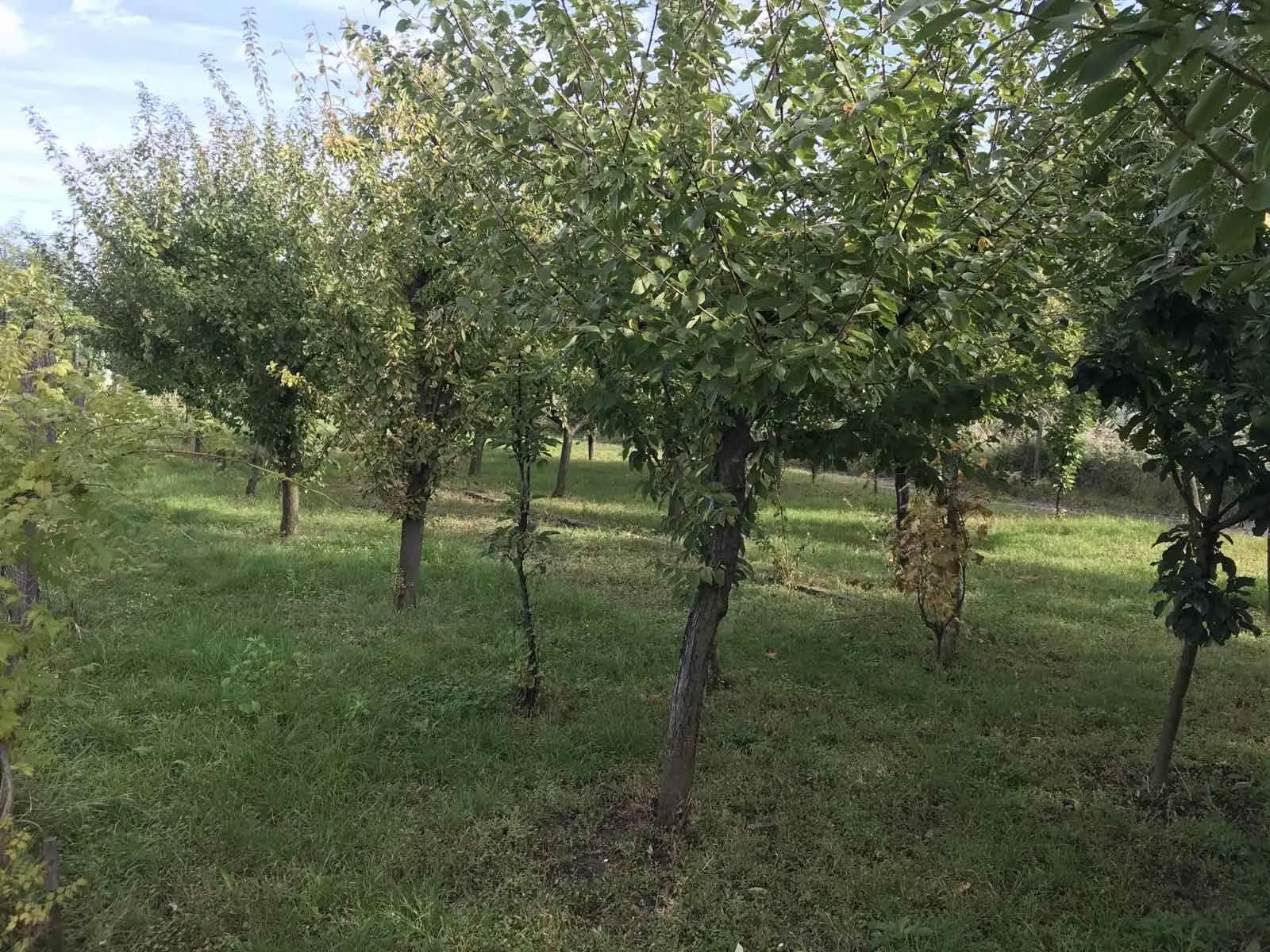 Nekretnina Surčin (Surčin)