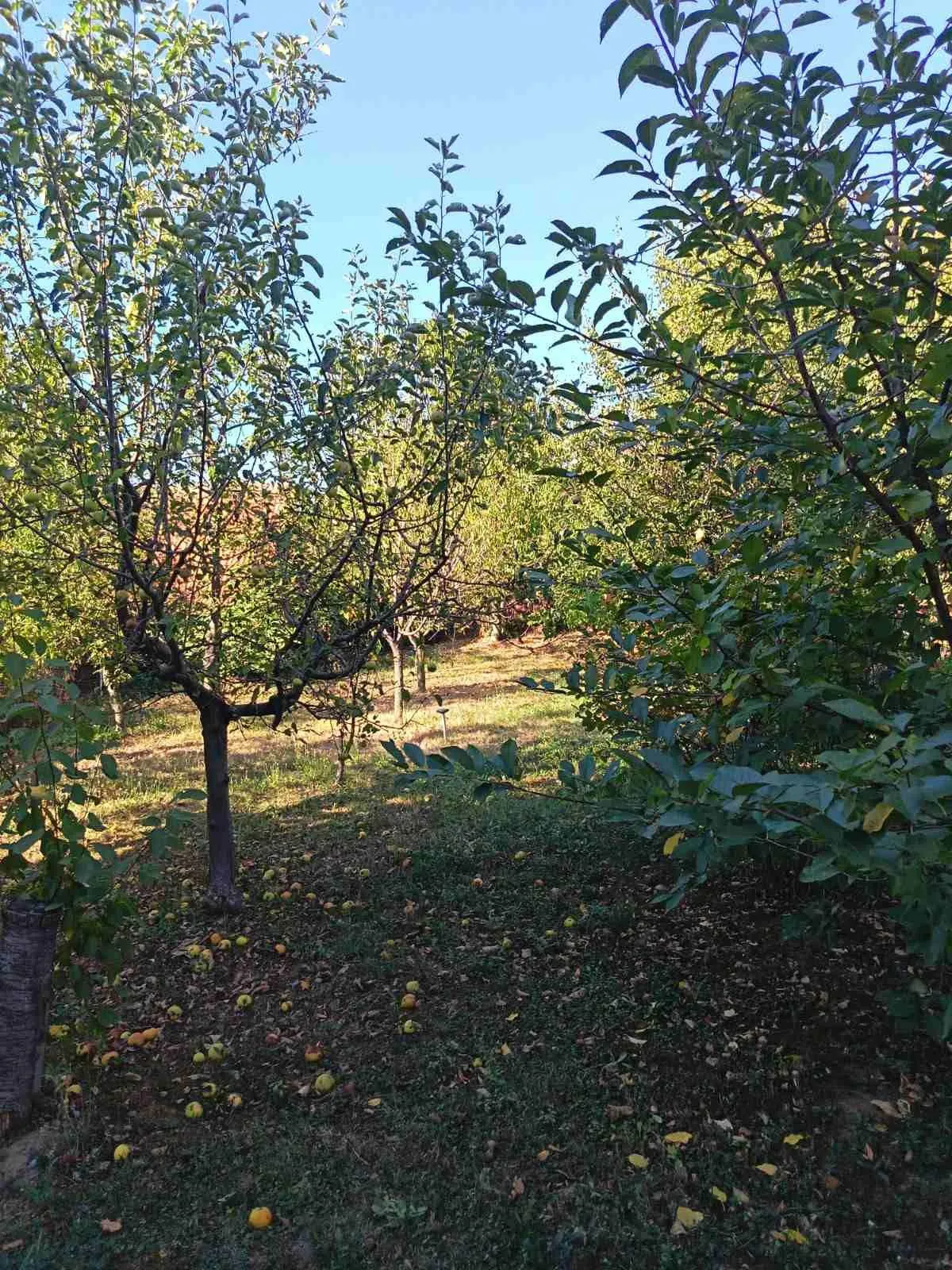 Nekretnina Jajinci (Voždovac)